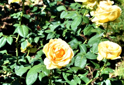 DSC 0965